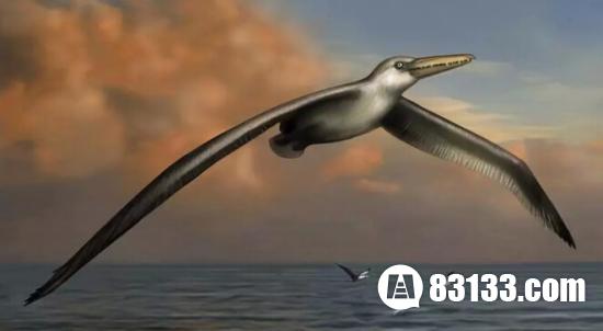 世界上最大的鸟Pelagornis sandersi